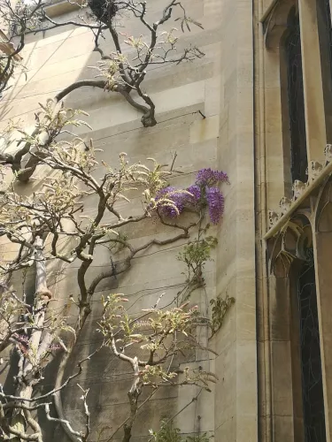 The first bloom on the wisteria in first court