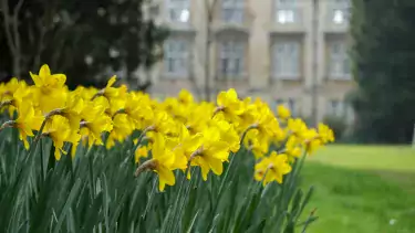 Daffodils in second court